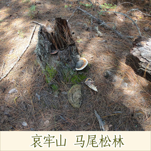 哀牢彝家云南地道药材姚州茯苓茯神云苓 茯神木云神带皮阴干500克 - 图3