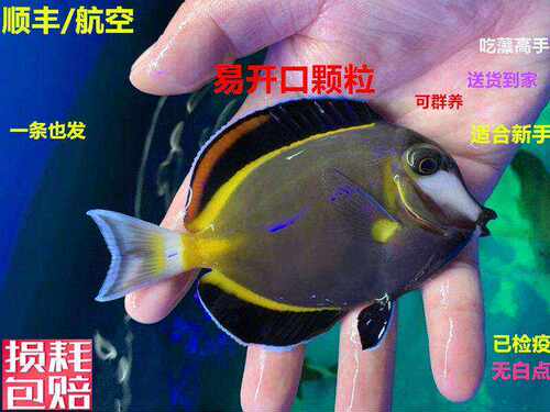蓝吊粉蓝吊海水鱼吃藻海水缸七彩吊小丑鱼珊瑚活体鱼已检疫秒颗粒 - 图1