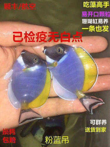 蓝吊粉蓝吊海水鱼吃藻海水缸七彩吊小丑鱼珊瑚活体鱼已检疫秒颗粒 - 图0