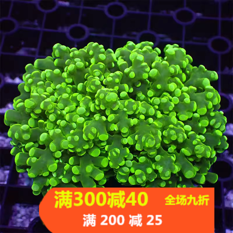 荧光绿花瓶 蛙卵珊瑚双色紫提子绿花瓶活体珊瑚海水缸lps软体生物 - 图0