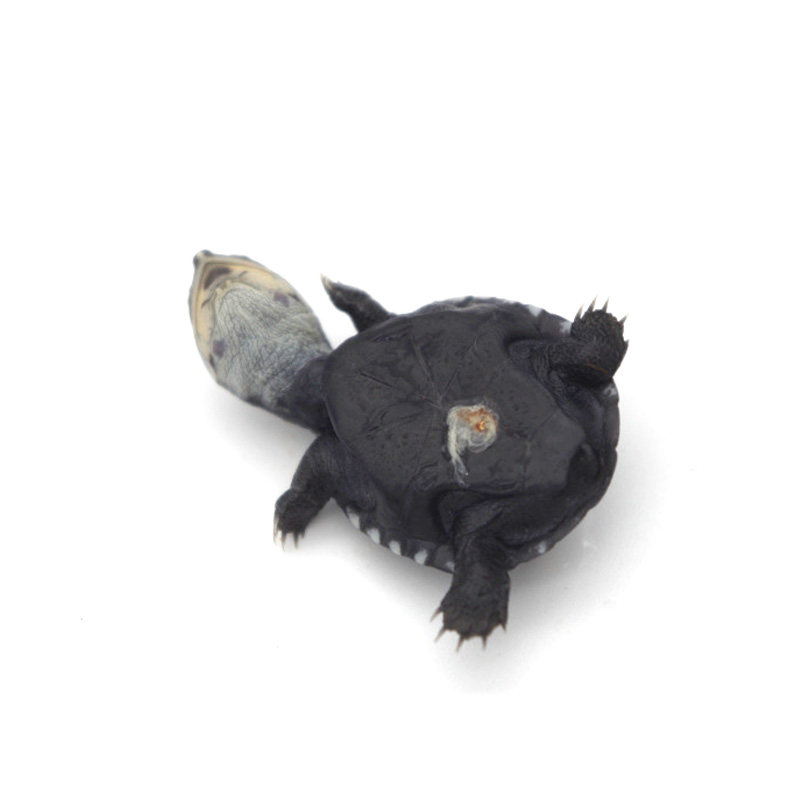 八戒姐姐沼泽侧颈龟苗活体乌龟活物深水龟西非侧颈长颈龟观赏龟,淘宝优惠券,粉丝福利购,淘宝优惠卷