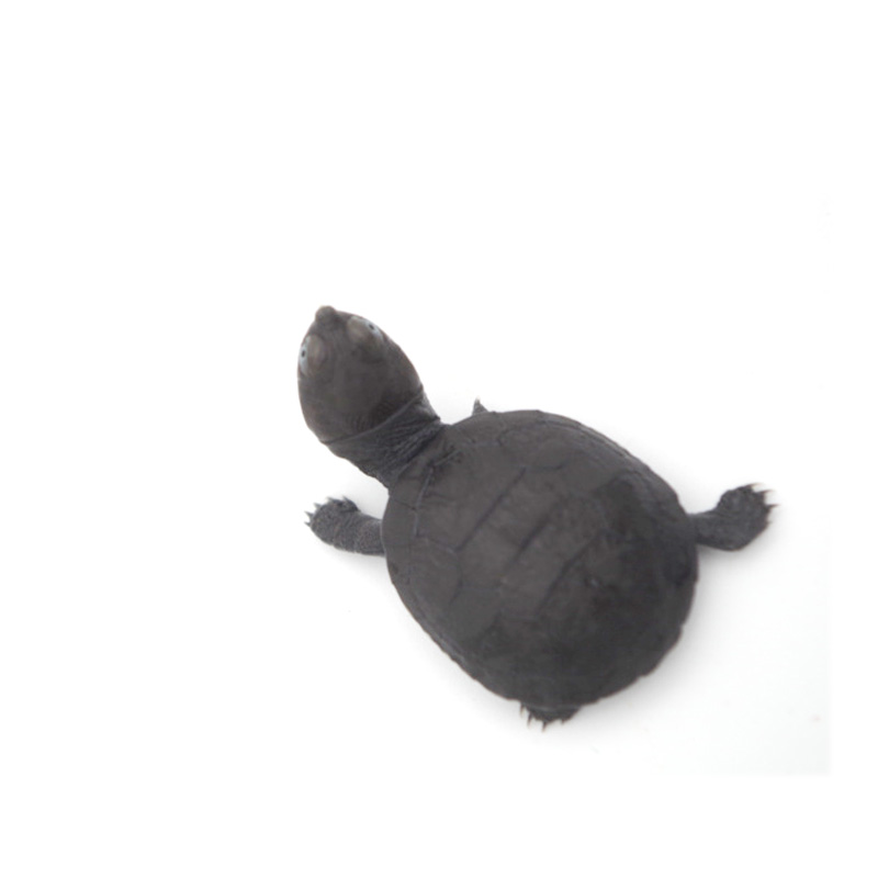 八戒姐姐沼泽侧颈龟苗活体乌龟活物深水龟西非侧颈长颈龟观赏龟,淘宝优惠券,粉丝福利购,淘宝优惠卷