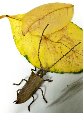 非遗手工艺品纯手工编织草编棕编天牛摆件创意仿真昆虫礼品