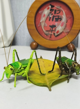 非遗棕编工艺品纯手工编织蝈蝈成品摆件家居装饰品创意礼品