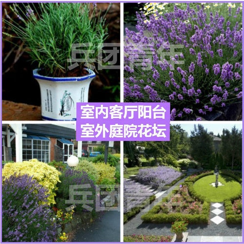 新疆法国蓝薰衣草苗花苗狭叶薰衣草地栽盆栽苗阳台绿植庭院花卉苗 - 图0