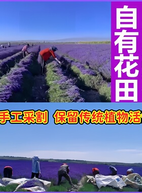 天然纯手工薰衣草干花粒
