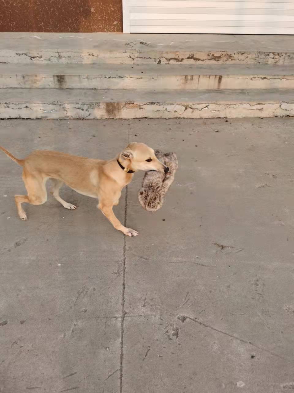 训狗训犬神器仿真兔玩具练狗假猎物PP哨兔皮训练格力格慧细犬神器 - 图3