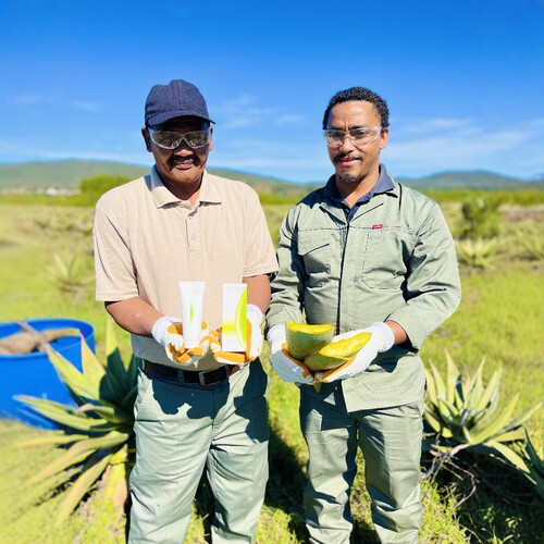 南非AMC芦荟胶膏去闭口痘印Aloe Gel补水保湿过敏晒后修护99%学生 - 图3