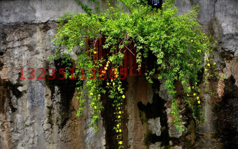 给早春带来一派盎然的春意的庭院花卉*迎春花*阳台盆栽植物-图0