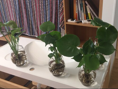 观叶植物龟背竹水培水生水养室内客厅吸甲醛盆栽大叶绿植四季常青 - 图1