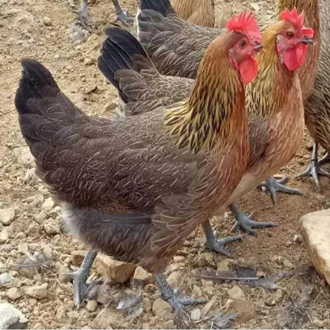 半斤瑶鸡苗纯种瑶山鸡贵州青脚土鸡苗纯种笨鸡草鸡血毛鸡农家宠物,淘宝优惠券,粉丝福利购,淘宝优惠卷