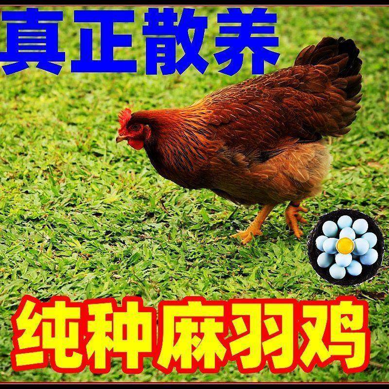 活体家养小鸡半斤鸡产蛋王土鸡健康大品种鸡绿壳蛋鸡下蛋母鸡宠物,淘宝优惠券,粉丝福利购,淘宝优惠卷