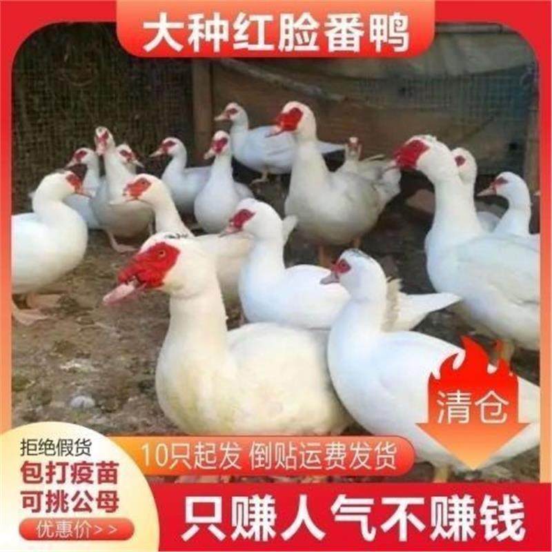 黑番鸭纯种红脸西洋鸭旱鸭子火鸭鸳鸯鸭非洲雁鸭便宜旱养活苗宠物,淘宝优惠券,粉丝福利购,淘宝优惠卷