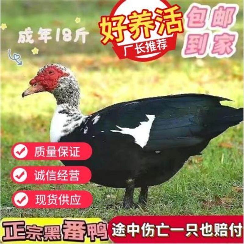 黑番鸭纯种红脸西洋鸭旱鸭子火鸭鸳鸯鸭非洲雁鸭便宜旱养活苗宠物,淘宝优惠券,粉丝福利购,淘宝优惠卷