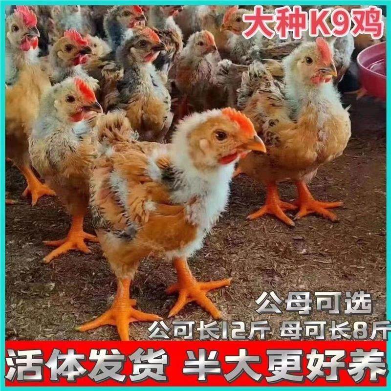 半大正宗k9鸡大型肉鸡九斤红活鸡鸡线散养土鸡苗下蛋脱温鸡苗宠物,淘宝优惠券,粉丝福利购,淘宝优惠卷