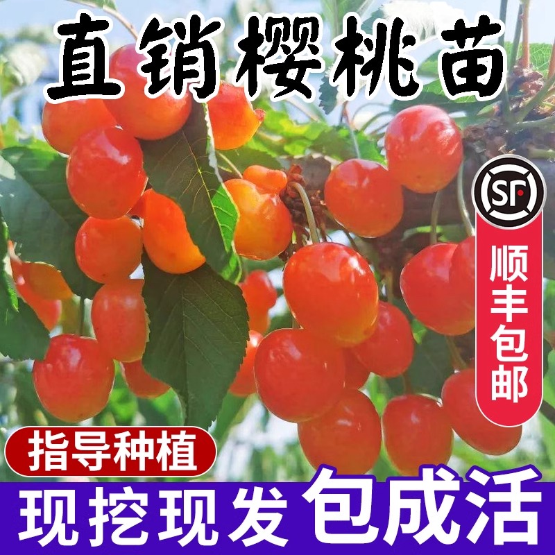 车厘子树苗樱桃树苖南北方种植特大樱桃果树苗矮化盆地栽当年结果 - 图2