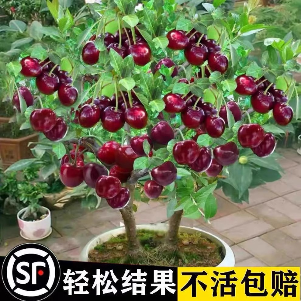 车厘子树苗樱桃树南方北方种植盆栽庭院果树矮化大樱桃 - 图0