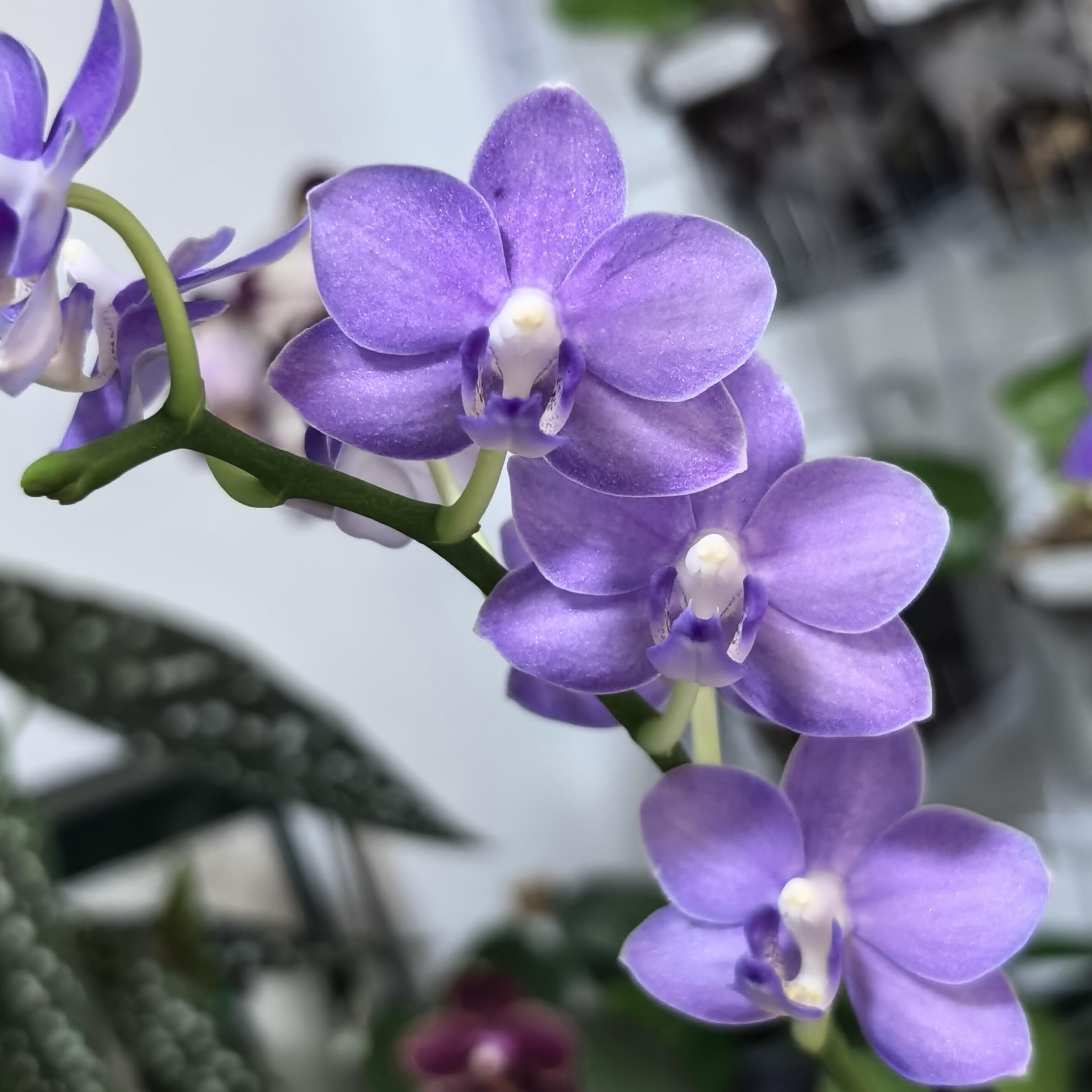 紫玉铃铛385紫马丁蝴蝶兰开花株带浓香型夏花品种对版洋兰花卉 - 图3