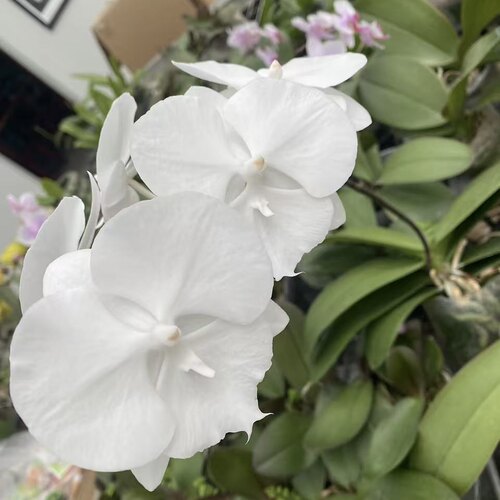 联合水母水结晶纯白色蝴蝶兰2.8寸杯苗不带花箭对版洋兰花卉 - 图2