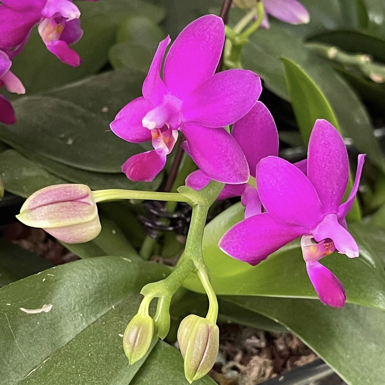 紫玉铃铛385紫马丁蝴蝶兰开花株带浓香型夏花品种对版洋兰花卉 - 图0