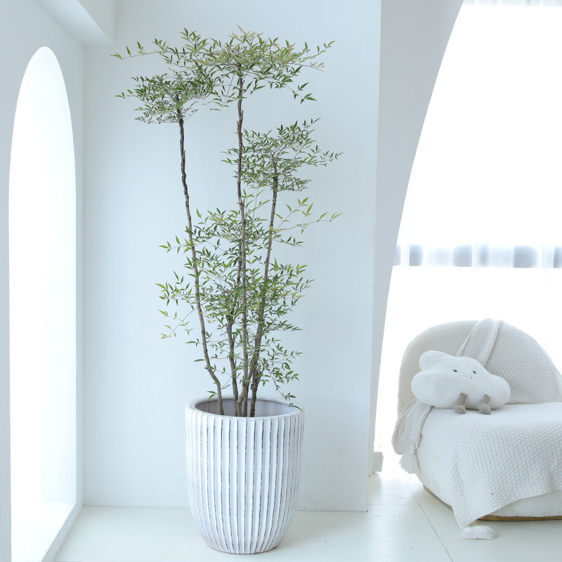 大型南天竹老桩南天竺禅意造型绿植庭院造景阳台客厅室内植物盆栽,淘宝优惠券,粉丝福利购,淘宝优惠卷