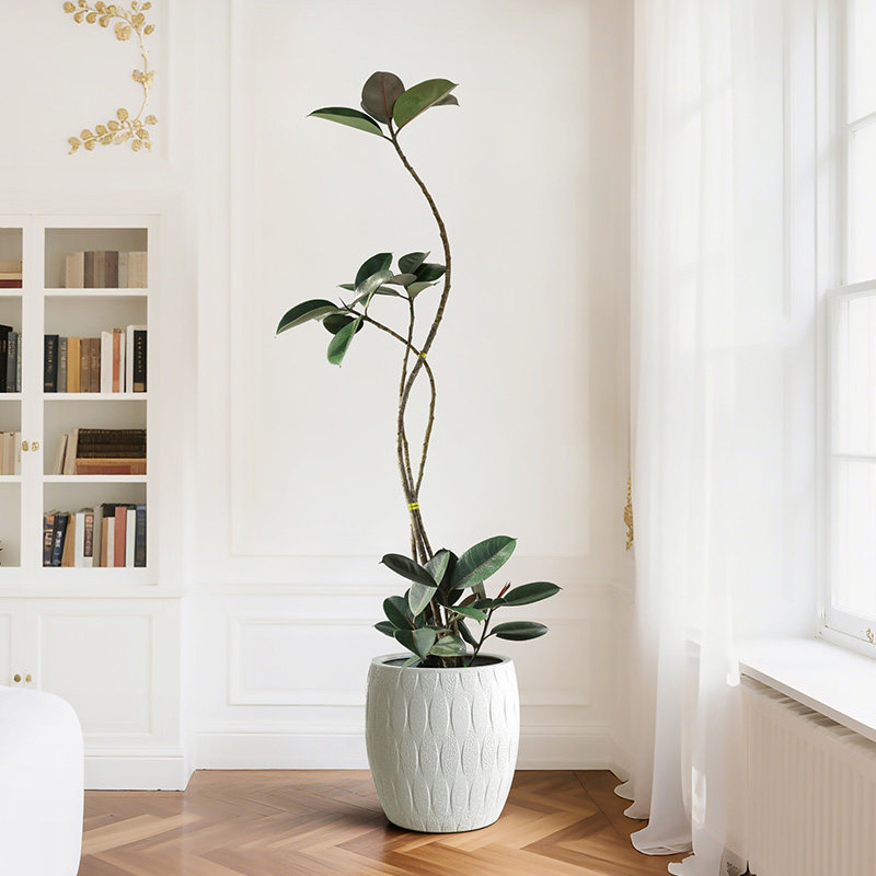 黑金刚造型橡皮树大盆栽绿植客厅办公室大型室内四季好养落地老桩,淘宝优惠券,粉丝福利购,淘宝优惠卷