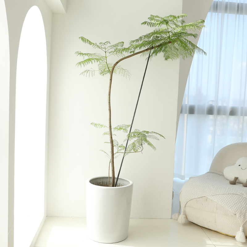 蓝花楹大型绿植室内客厅落地卧室玄关阳台造景办公室盆栽网红植物,淘宝优惠券,粉丝福利购,淘宝优惠卷