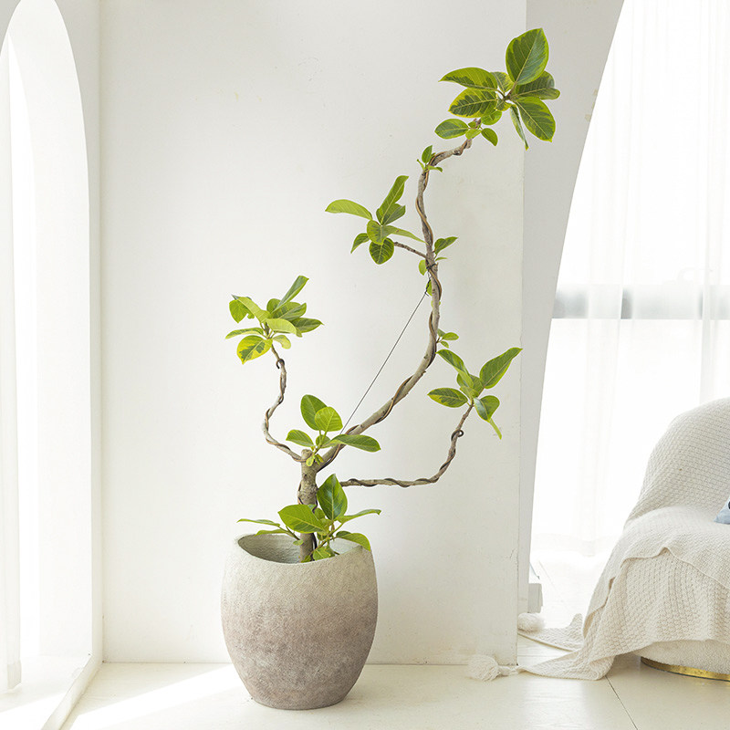 黄金榕室内旺宅富贵榕绿植客厅办公室观叶好养大型花叶橡皮树盆栽,淘宝优惠券,粉丝福利购,淘宝优惠卷