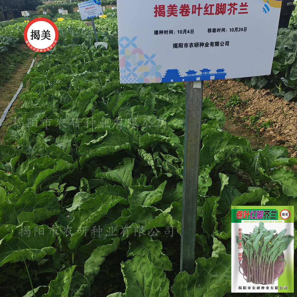 揭美卷叶红脚芥兰种子 甜脆皱叶红脚芥兰籽 秋播芥蓝蔬菜种子10克,淘宝优惠券,粉丝福利购,淘宝优惠卷