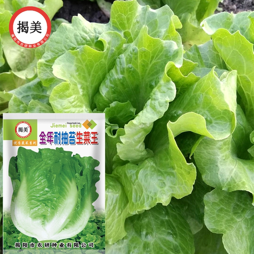 揭美10克意太利生菜种子 生菜籽 农业大田种植 阳台园艺盆栽 - 图0