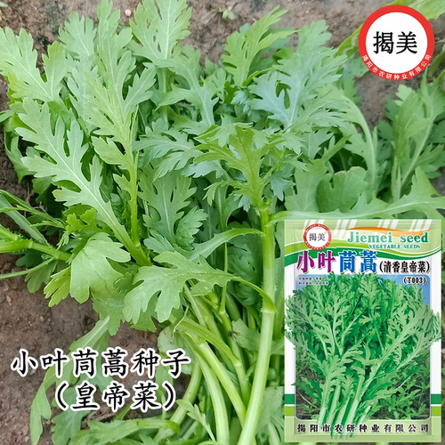 皇帝菜小叶茼蒿种子 花叶茼蒿菜籽  秋播蔬菜种子 易种农业菜籽 - 图0