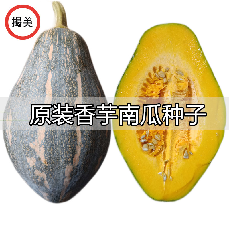揭美香芋南瓜种子 杂交一代浓香甜糯香芋风味 高产粉南瓜蔬菜种子,淘宝优惠券,粉丝福利购,淘宝优惠卷