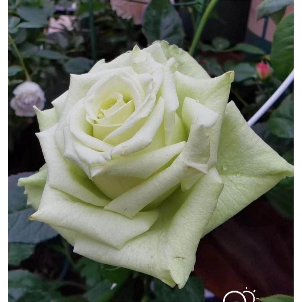 新品 超级绿/绿舞裙 月季花苗灌木勤花重瓣切花庭院阳台盆栽花卉,淘宝优惠券,粉丝福利购,淘宝优惠卷