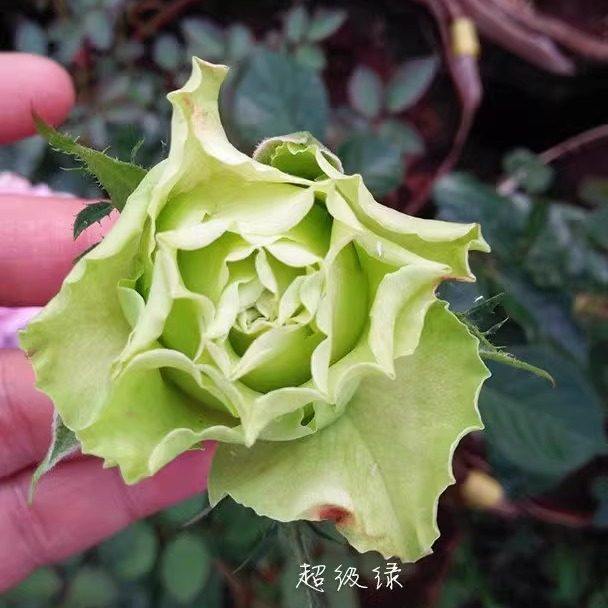 新品 超级绿/绿舞裙 月季花苗灌木勤花重瓣切花庭院阳台盆栽花卉,淘宝优惠券,粉丝福利购,淘宝优惠卷