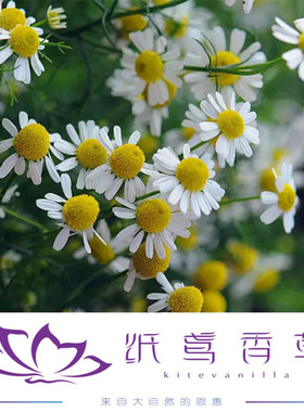 补水保湿洋甘菊纯露纸鸢