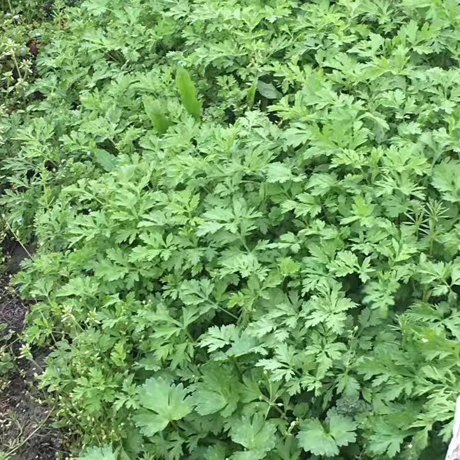 热销艾草包邮食用野生天然新鲜艾草艾叶艾草青团艾蒿糍粑粑清明果-图1