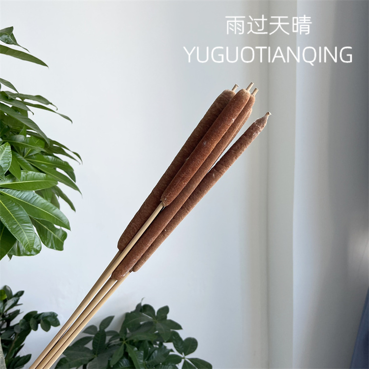 天然蒲棒香蒲草水蜡烛蒲棒干花真花瓶插花装饰抖音网红同款驱蚊花 - 图0