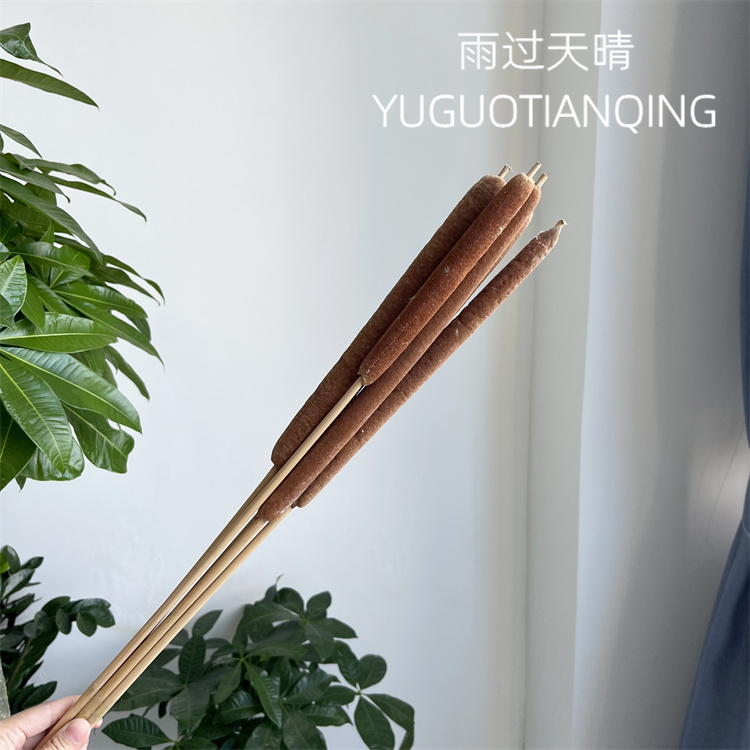 天然蒲棒香蒲草水蜡烛蒲棒干花真花瓶插花装饰抖音网红同款驱蚊花 - 图2
