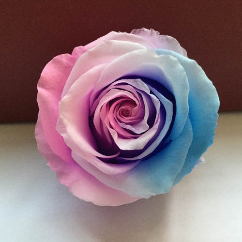 永生花制作液ab液七彩玫瑰彩虹玫瑰DIY套装免费教学脱色液染色液 - 图2