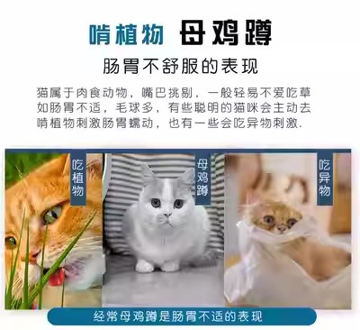 大使汤尼毛立清猫姜黄排毛粉猫草化毛球片维生素化毛膏猫多维片 - 图0