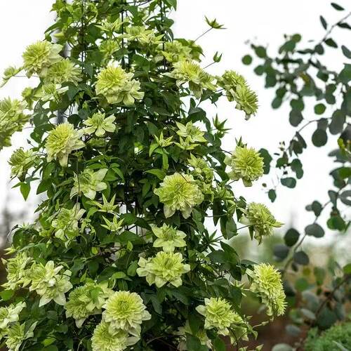 铁线莲小绿二类花大花多季节开花适合地栽爬藤速度快 - 图0