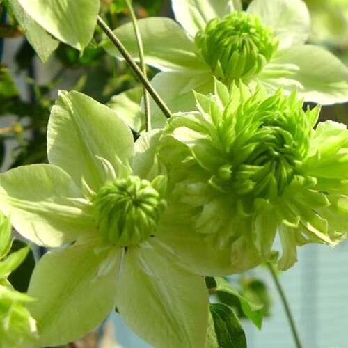 铁线莲小绿二类花大花多季节开花适合地栽爬藤速度快 - 图1