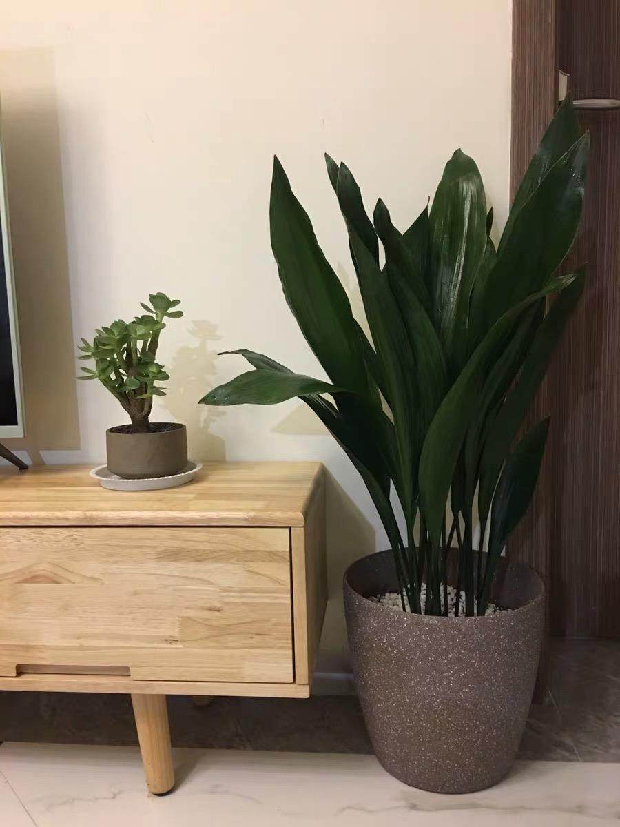 一叶兰盆栽植物室内客厅大叶观叶绿植四季常青耐寒净化空气吸甲醛