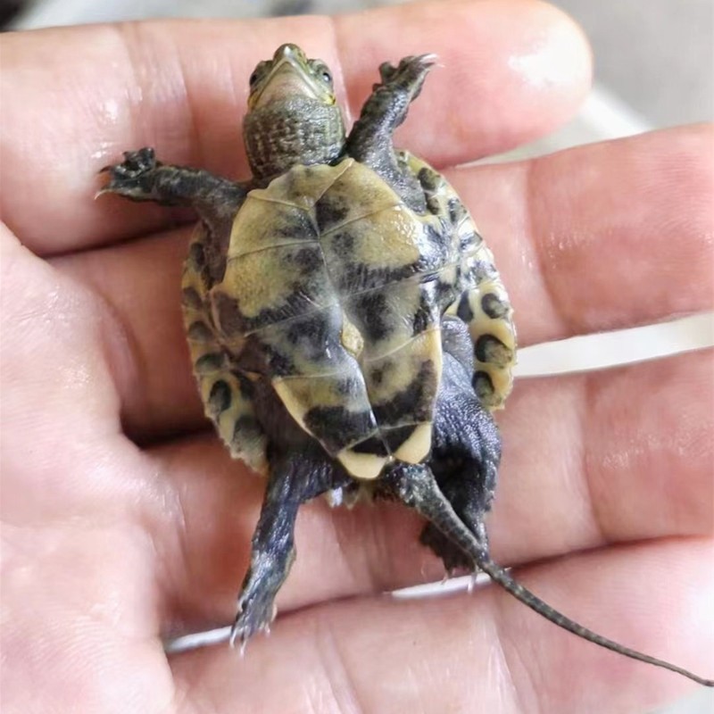 活物乌龟日本石龟杂花草龟日石杂花龟外塘冷水宠物龟活体网红龟苗,淘宝优惠券,粉丝福利购,淘宝优惠卷