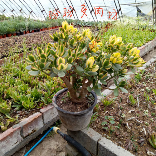 多肉新花月锦花月系落日之雁多肉植物老桩一物一拍盼盼多肉坊 - 图2