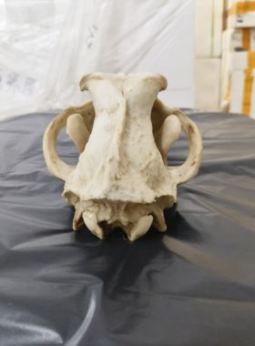 狼头骨一比一复刻树脂仿真教学参考树脂模型工艺品博物馆收藏展览