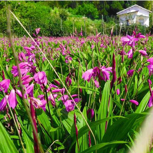 三叉白芨种子 紫花三叉大白芨果夹 宽叶品种白芨种子 - 图1