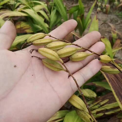 三叉白芨种子 紫花三叉大白芨果夹 宽叶品种白芨种子 - 图0