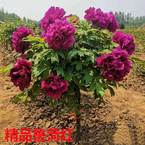 菏泽观赏牡丹花树花王 岛锦带土球大花重瓣 老桩独杆牡丹花苗庭院 - 图0