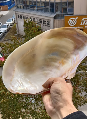 天然贝壳海螺工艺品装饰摆件饰品